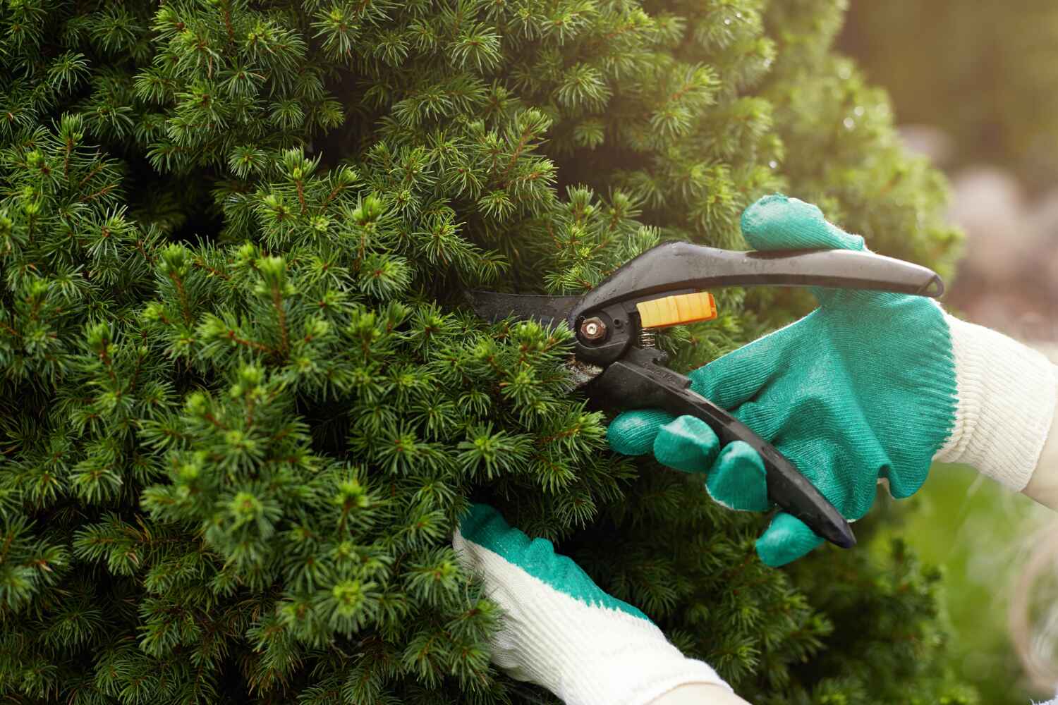 Best Tree Health Inspection  in USA